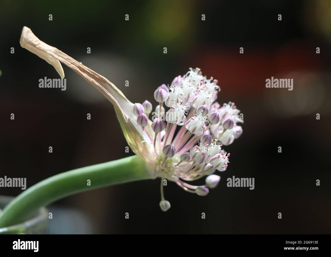 Leek Flower Head Stock Photo