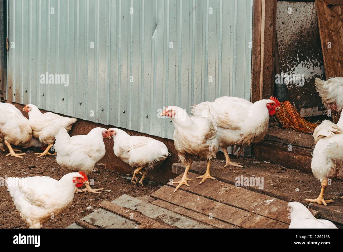 Chicken broilers. Poultry farm Stock Photo Alamy