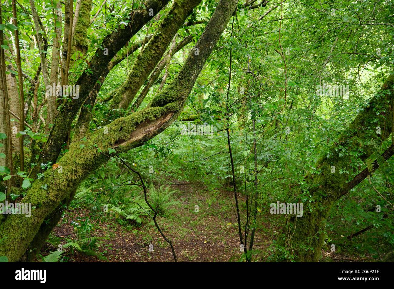 Green old-growth forest in Fragas do Eume natural park, Galicia, Spain Stock Photo
