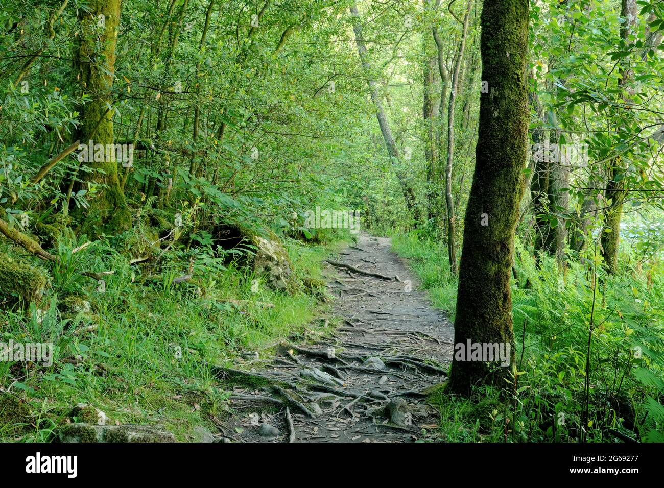 Footpath in green old-growth forest in Fragas do Eume natural park, Galicia, Spain Stock Photo