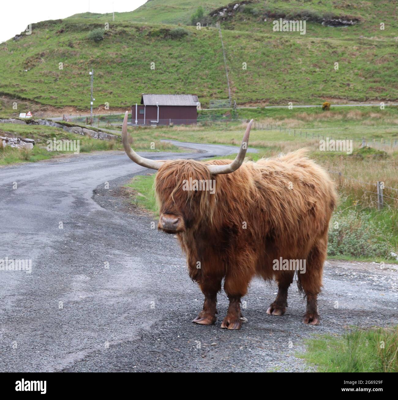 Highland cow in Scottish Highlands Stock Photo - Alamy