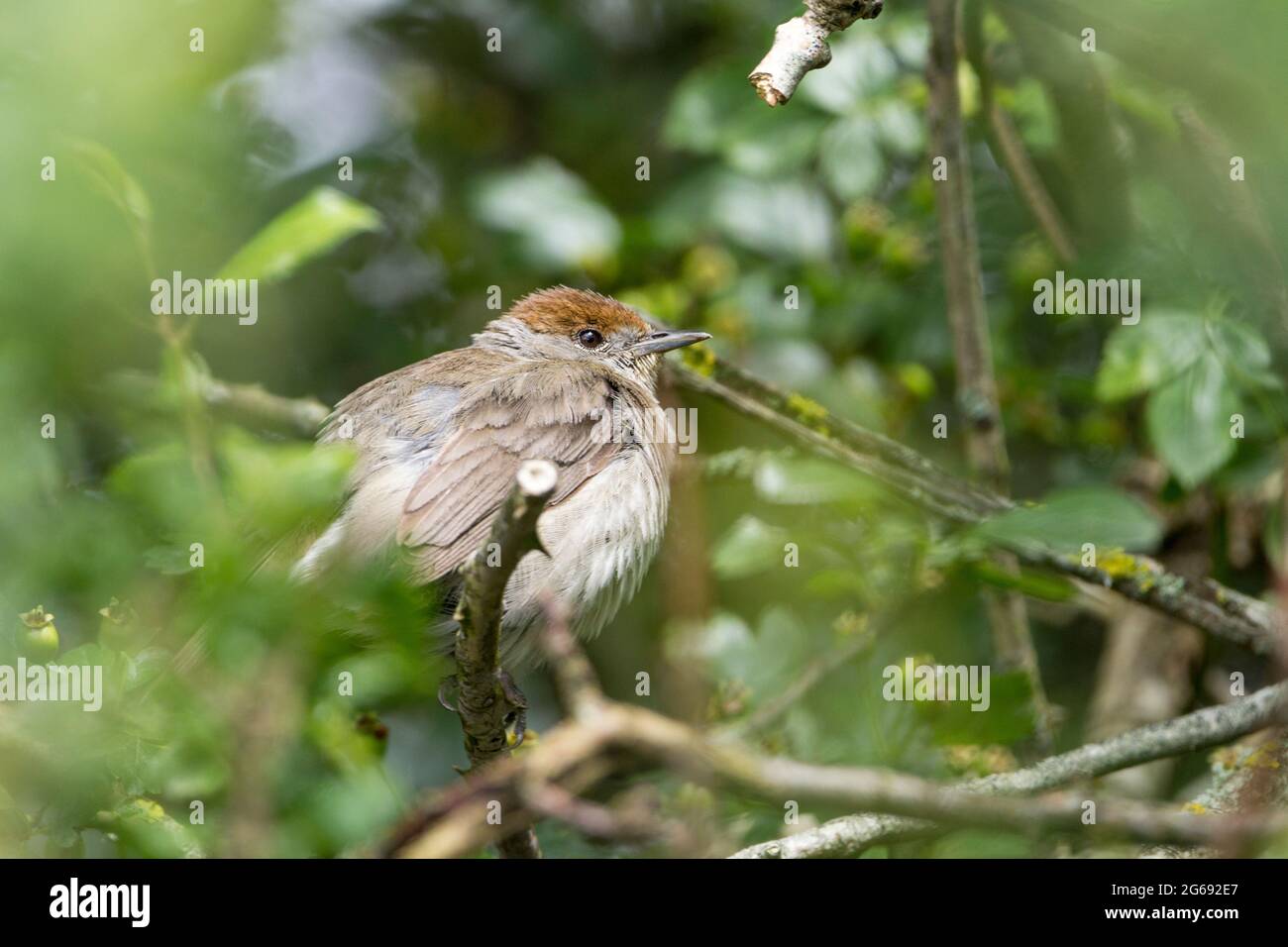 Blackcap female bird with chestnut brown cap (Silvia atricapilla) summer uk with grey brown upperparts and paler underparts perched in dense foliage Stock Photo