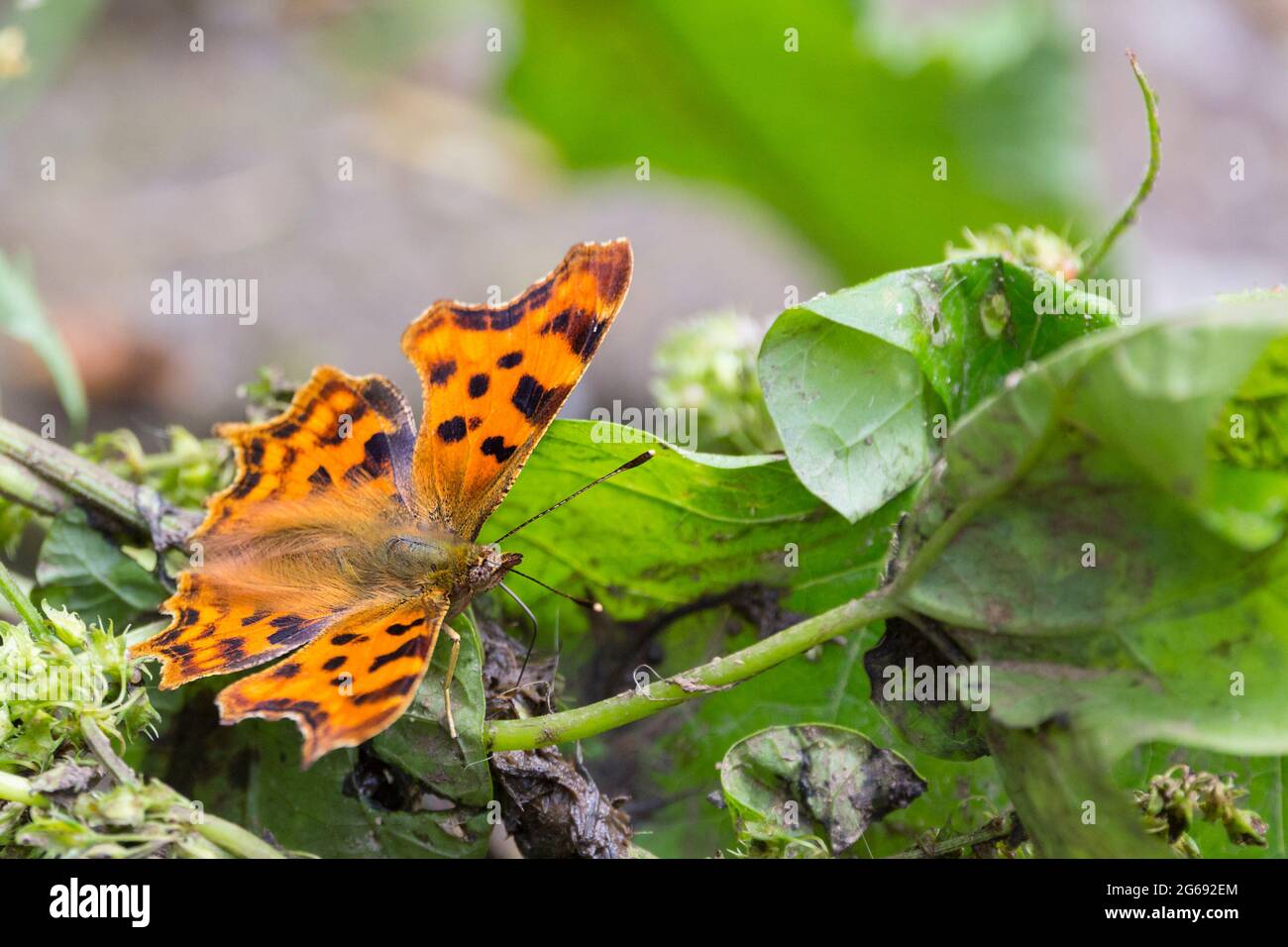 Comma butterfly (polygonia c-album) open ragged edged wings orange upper wing with dark markings smoky brown underwing with white comma shape marking Stock Photo