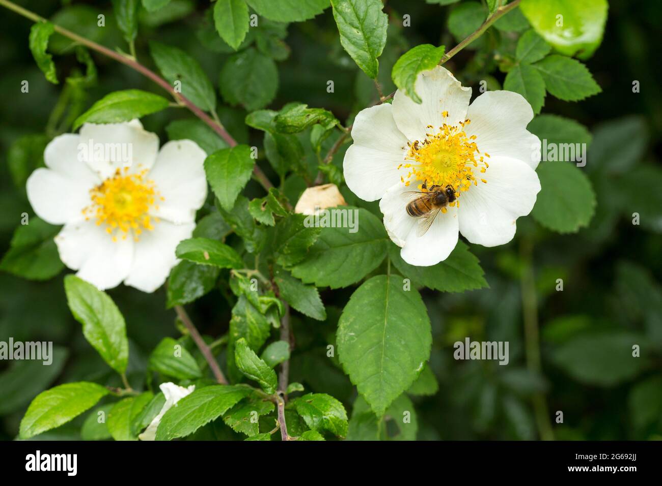 Field roses (rosa arvensis) with bee, hedgerow shrub white petals yellow centre forms clumps from trailing purplish stems with curved thorns Stock Photo