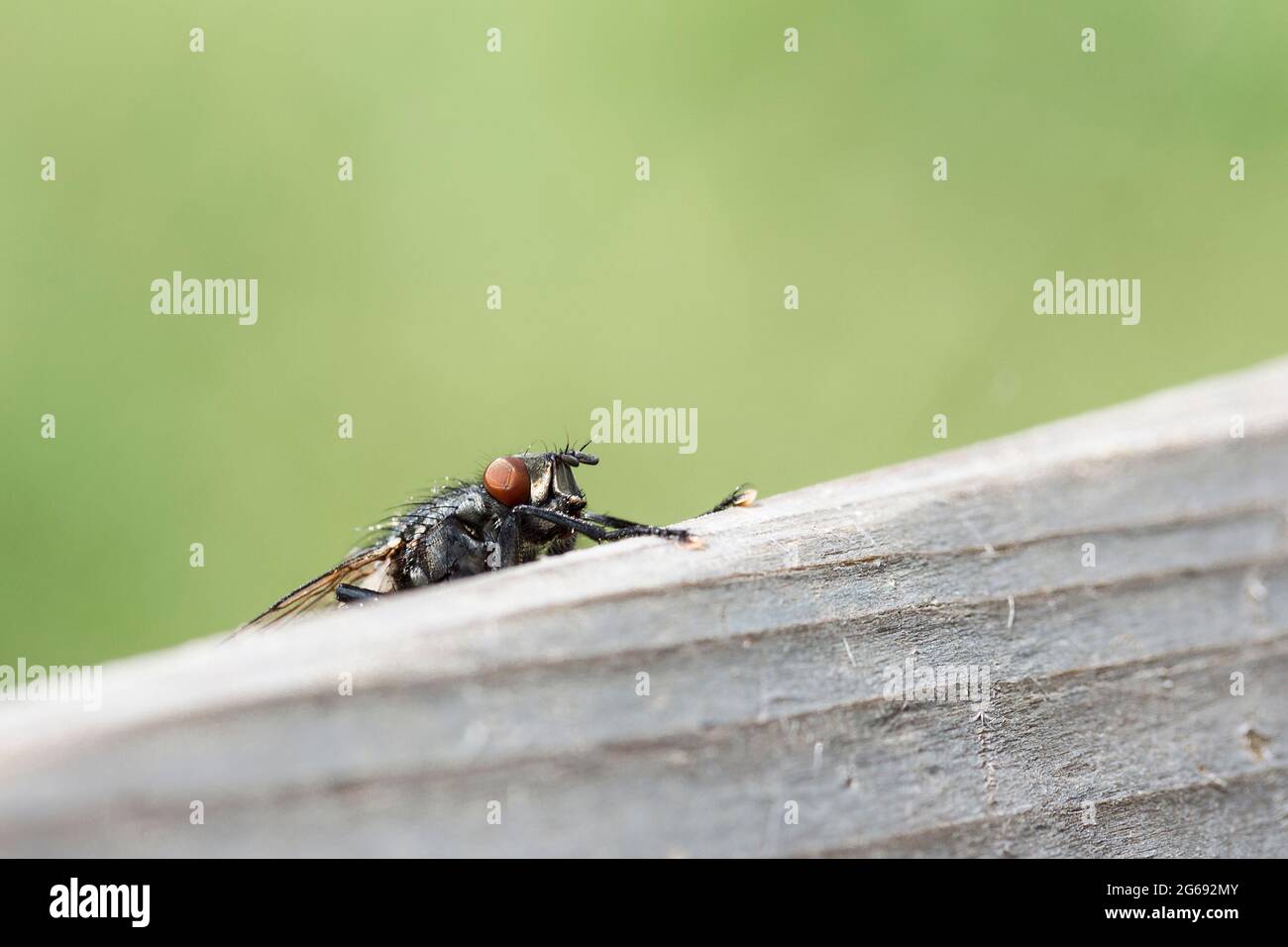 Flesh fly  (Sarcophaga carnaria) on farm gate top rail has grey body with chequered markings on abdomen, also has red eyes and large feet Stock Photo