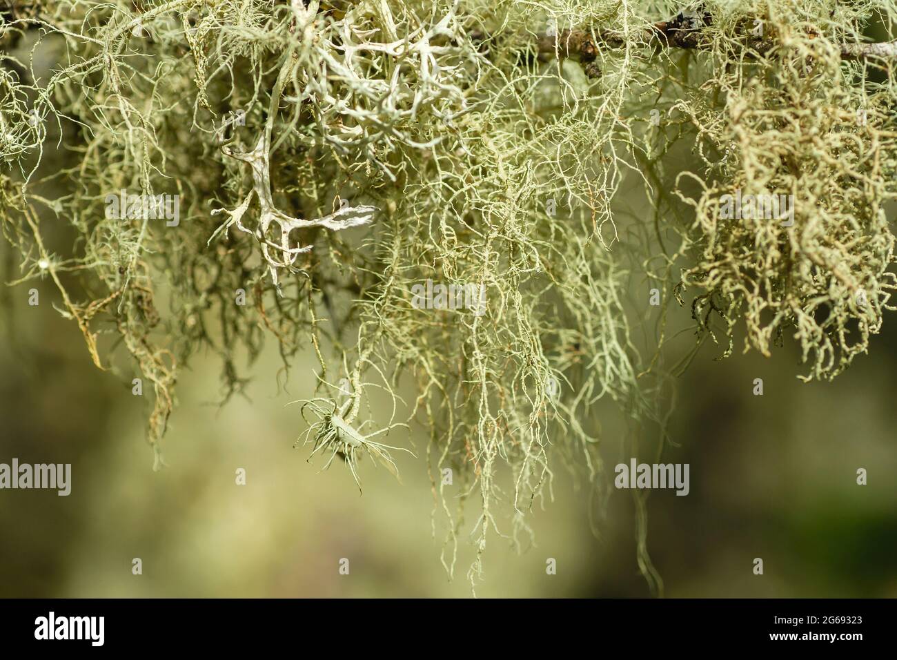 Usnea and evernia lichens hanging on a tree branch Stock Photo