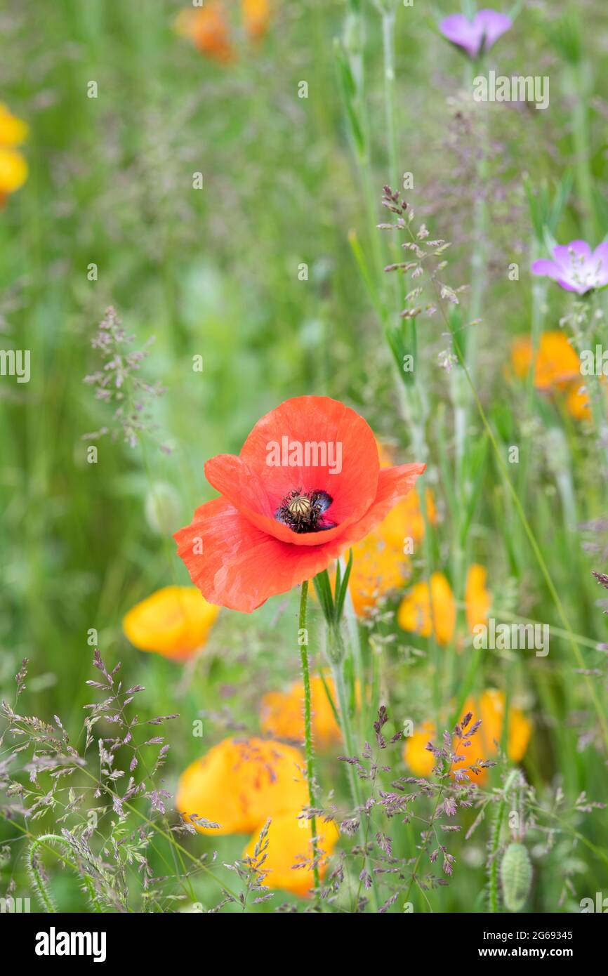 Garden red poppy hi-res stock photography and images - Alamy