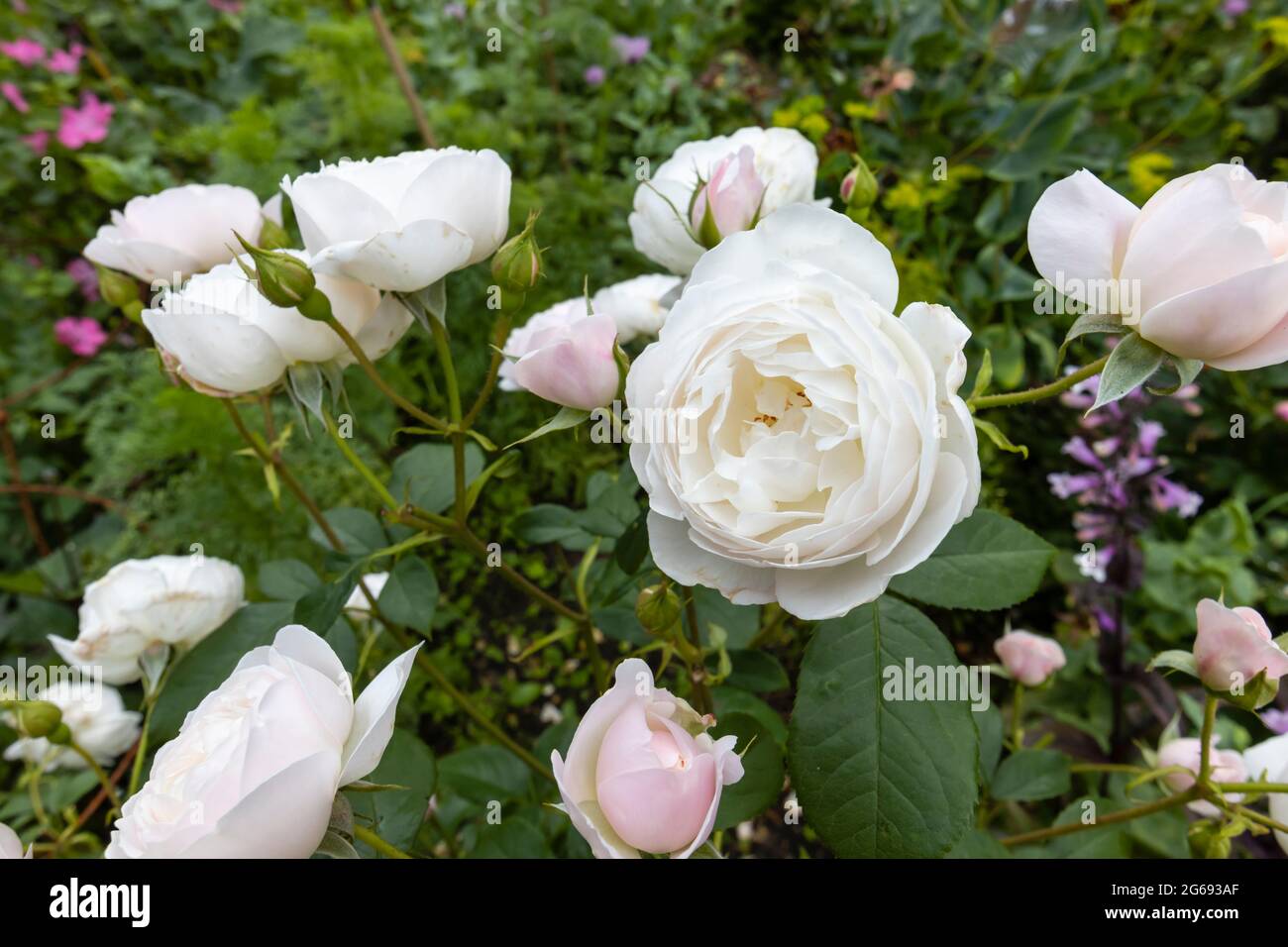Repeat flowering shrub hi-res stock photography and images - Alamy