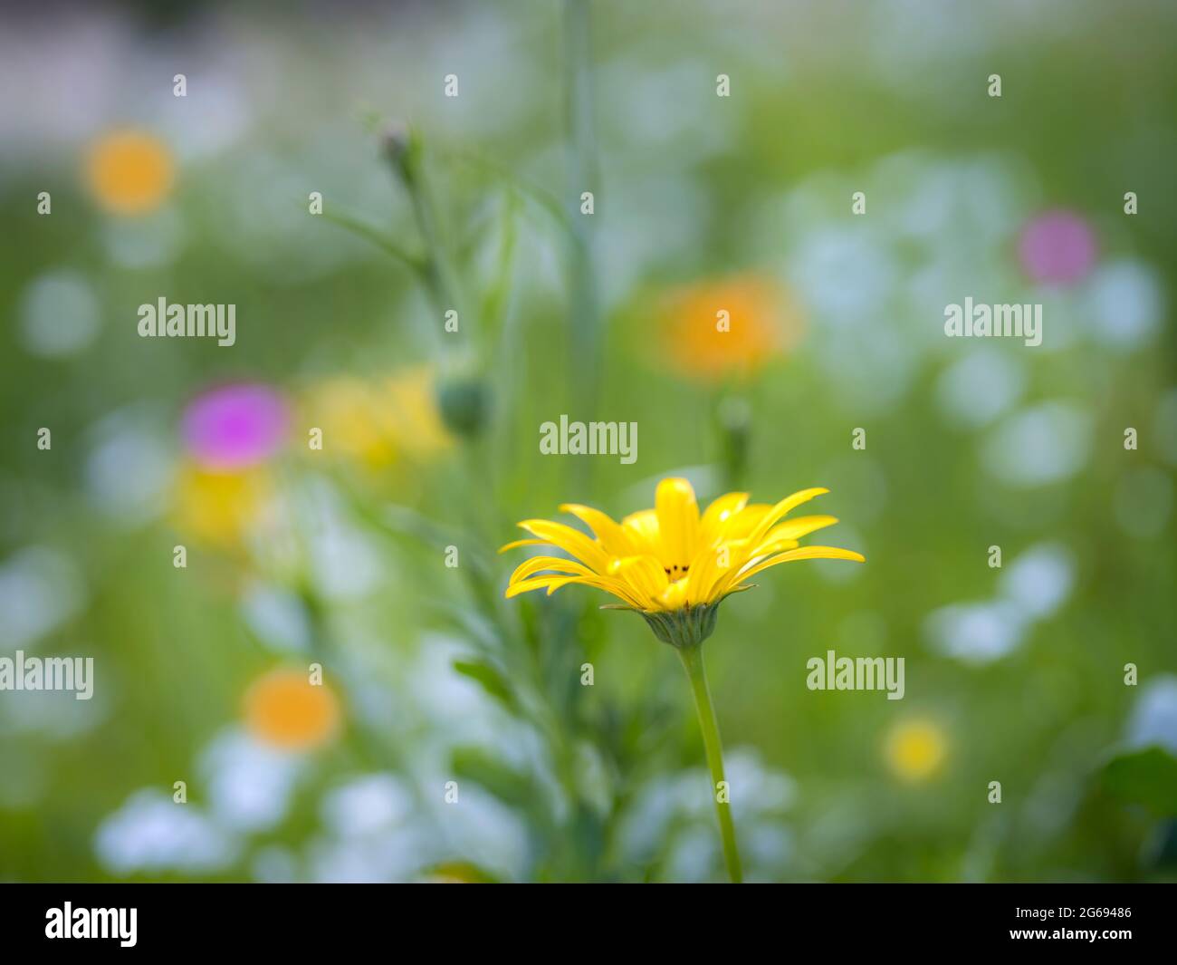 Yellow daisy wildflower Stock Photo