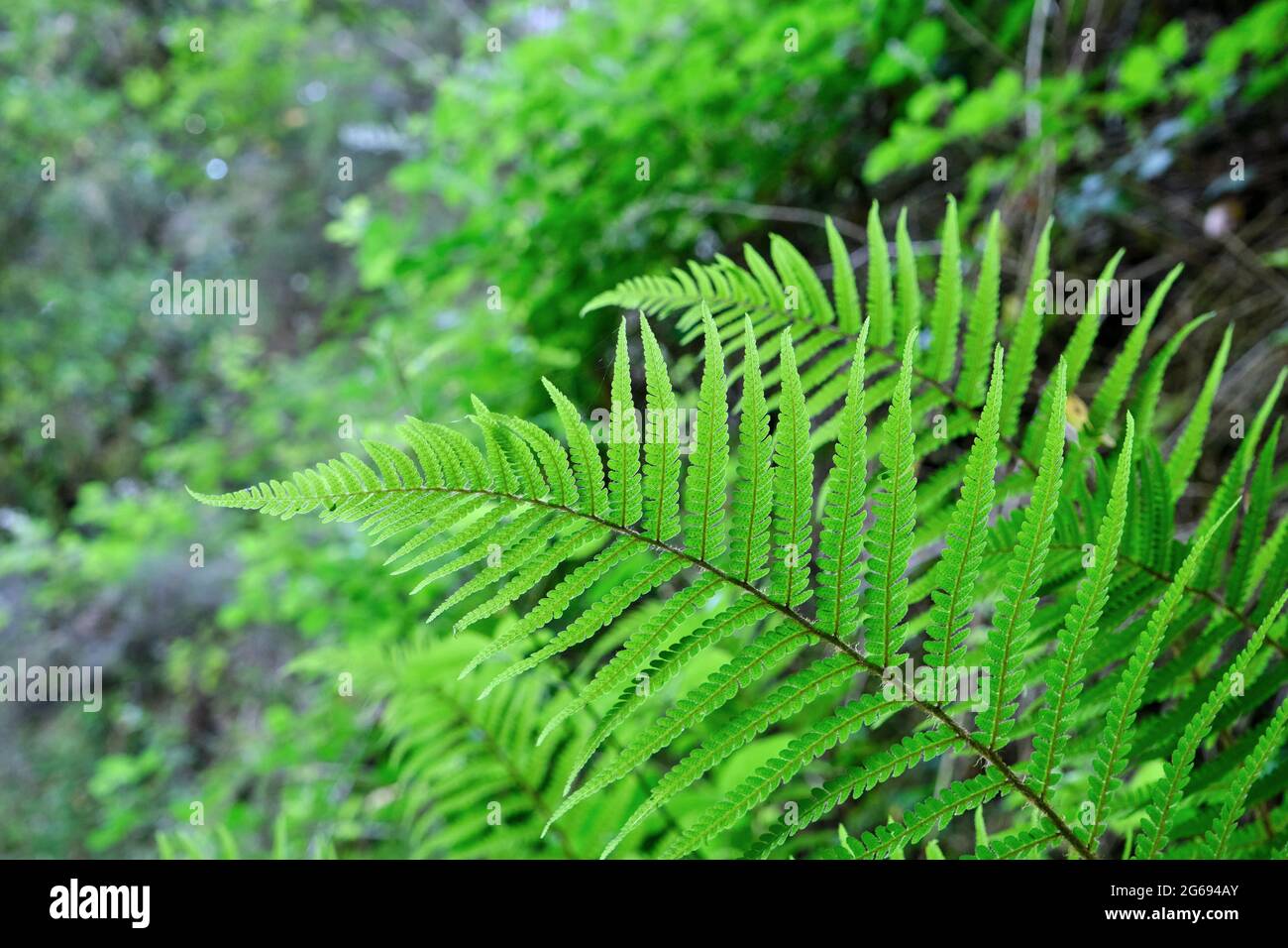 Male fern, Dryopteris filix-mas with sori on leaf underside Stock Photo