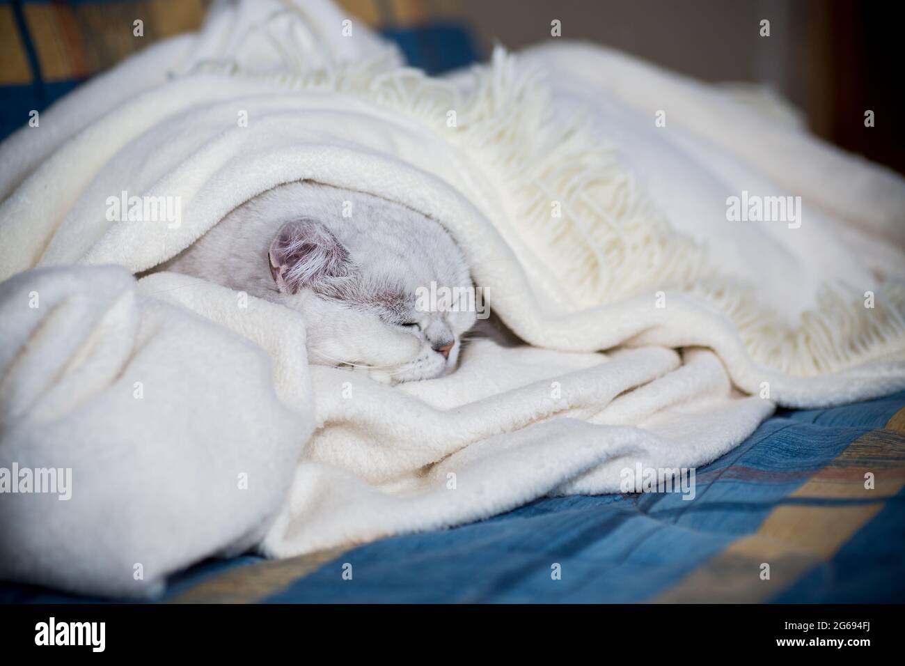 adult cat breed Scottish chinchilla with straight ears, sleeps Stock Photo
