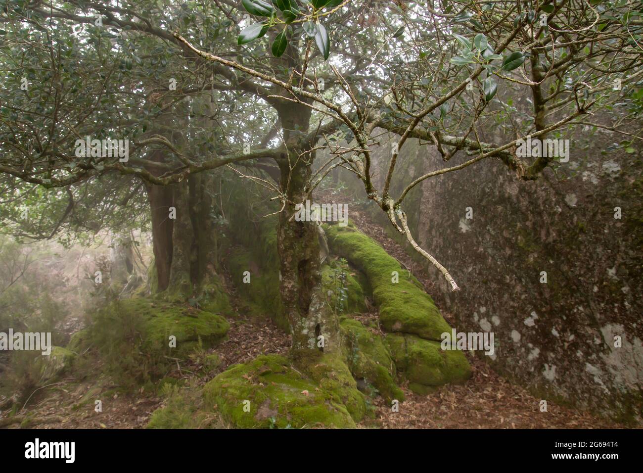 Holly trees in enchanted forest Stock Photo