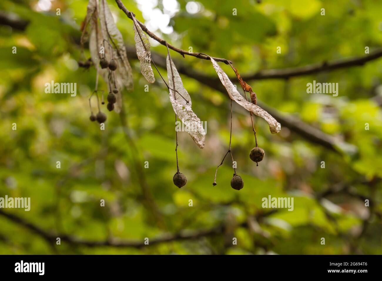 Common linden fluits close up Stock Photo