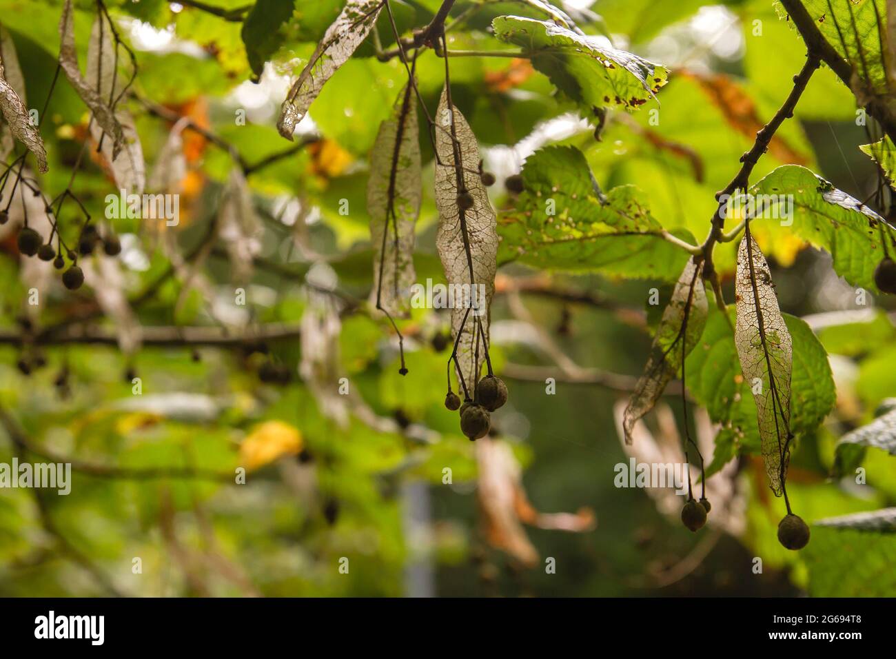 Common linden foliage and fruits Stock Photo