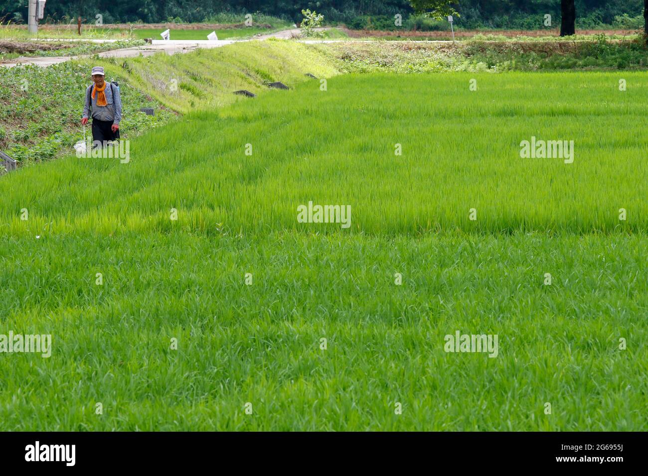 July 4, 2021-Sangju, South Korea-Farmer look their farm field on monsoon season in South Korea. Monsoon rains are likely to hit most parts of the country this weekend, marking the start of the one-month summer rainy season, the state weather agency said Thursday. The Korea Meteorological Administration (KMA) said heavy rains will fall on the southern island of Jeju on Saturday morning and spread to southern and central regions between late Saturday and Sunday. Stock Photo