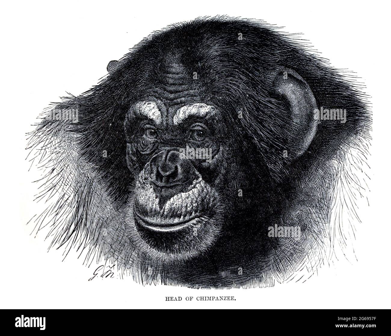 portrait of a Chimpanzee From the book ' Royal Natural History ' Volume 1 Edited by  Richard Lydekker, Published in London by Frederick Warne & Co in 1893-1894 Stock Photo