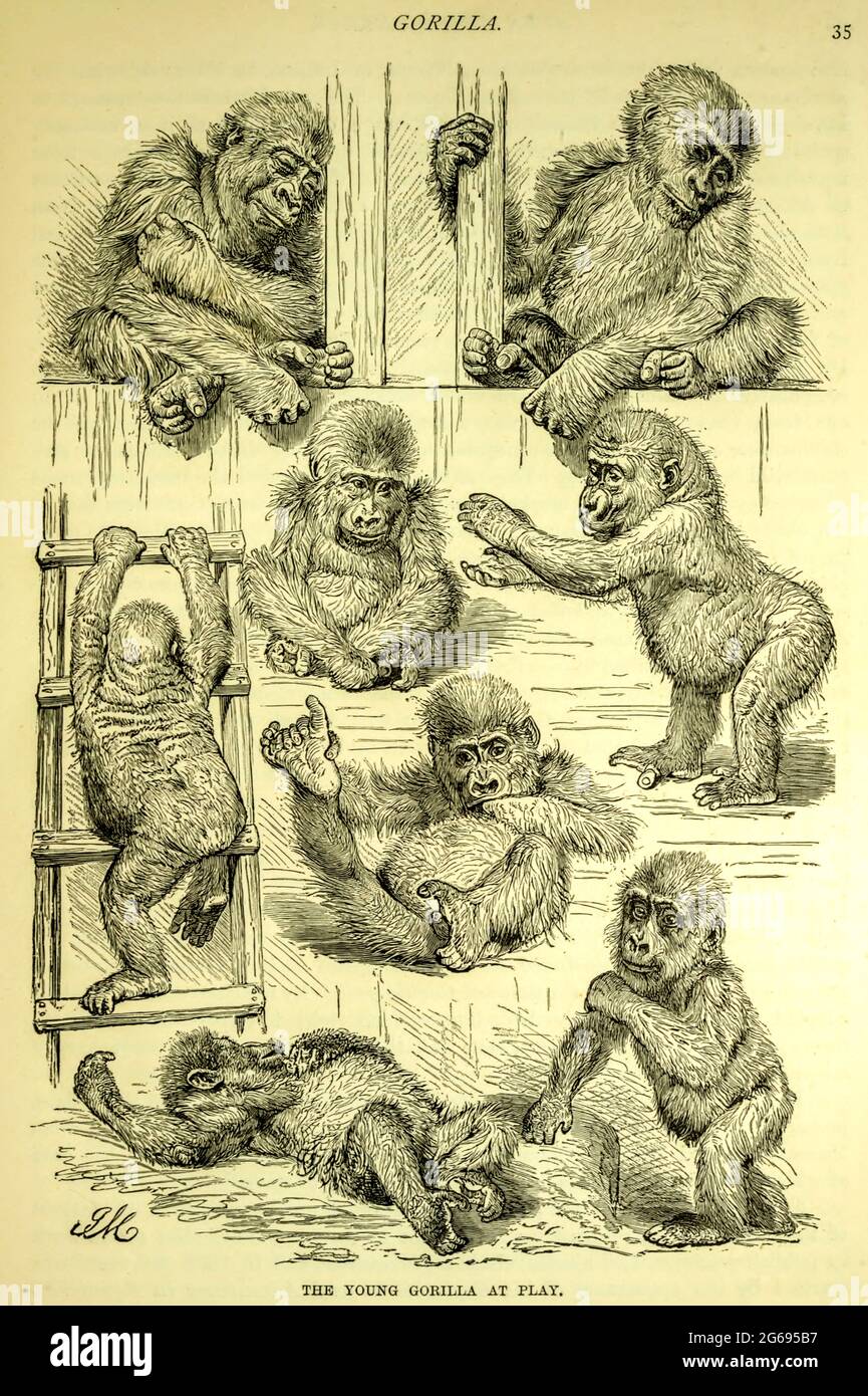 Young Gorilla at Play From the book ' Royal Natural History ' Volume 1 Edited by  Richard Lydekker, Published in London by Frederick Warne & Co in 1893-1894 Stock Photo