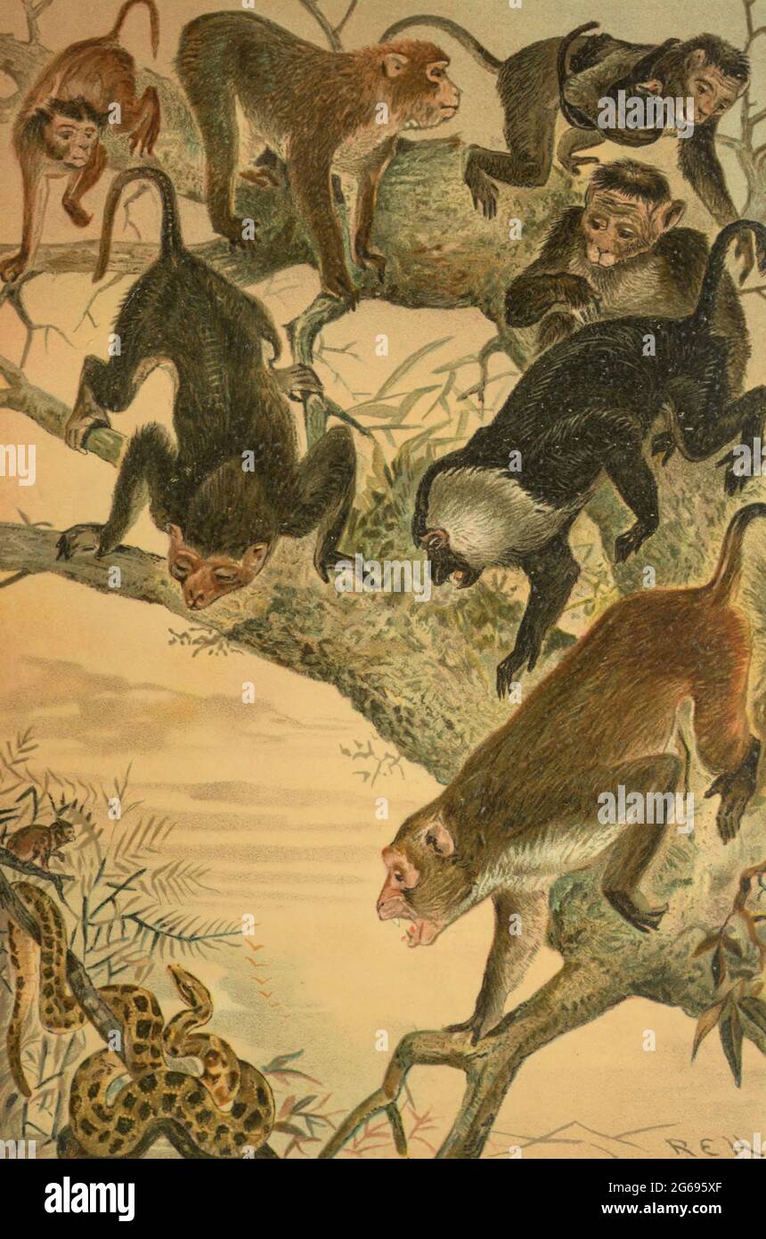 The macaques constitute a genus (Macaca) of gregarious Old World monkeys of the subfamily Cercopithecinae. The 23 species of macaques inhabit ranges throughout Asia, North Africa, and (in one instance) Gibraltar. From the book ' Royal Natural History ' Volume 1 Edited by  Richard Lydekker, Published in London by Frederick Warne & Co in 1893-1894 Stock Photo