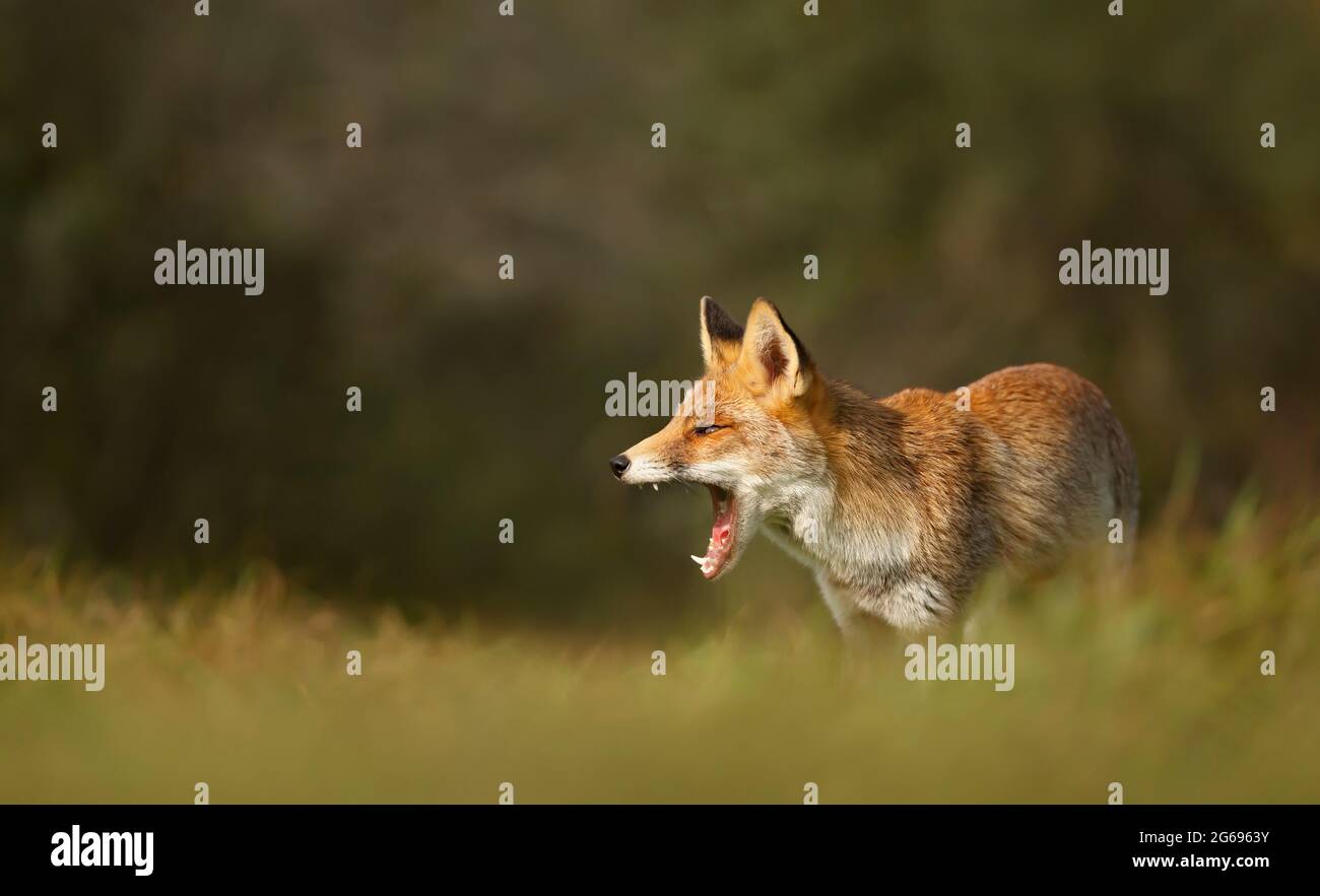 Portrait of a yawning red fox (Vulpes vulpes). Stock Photo