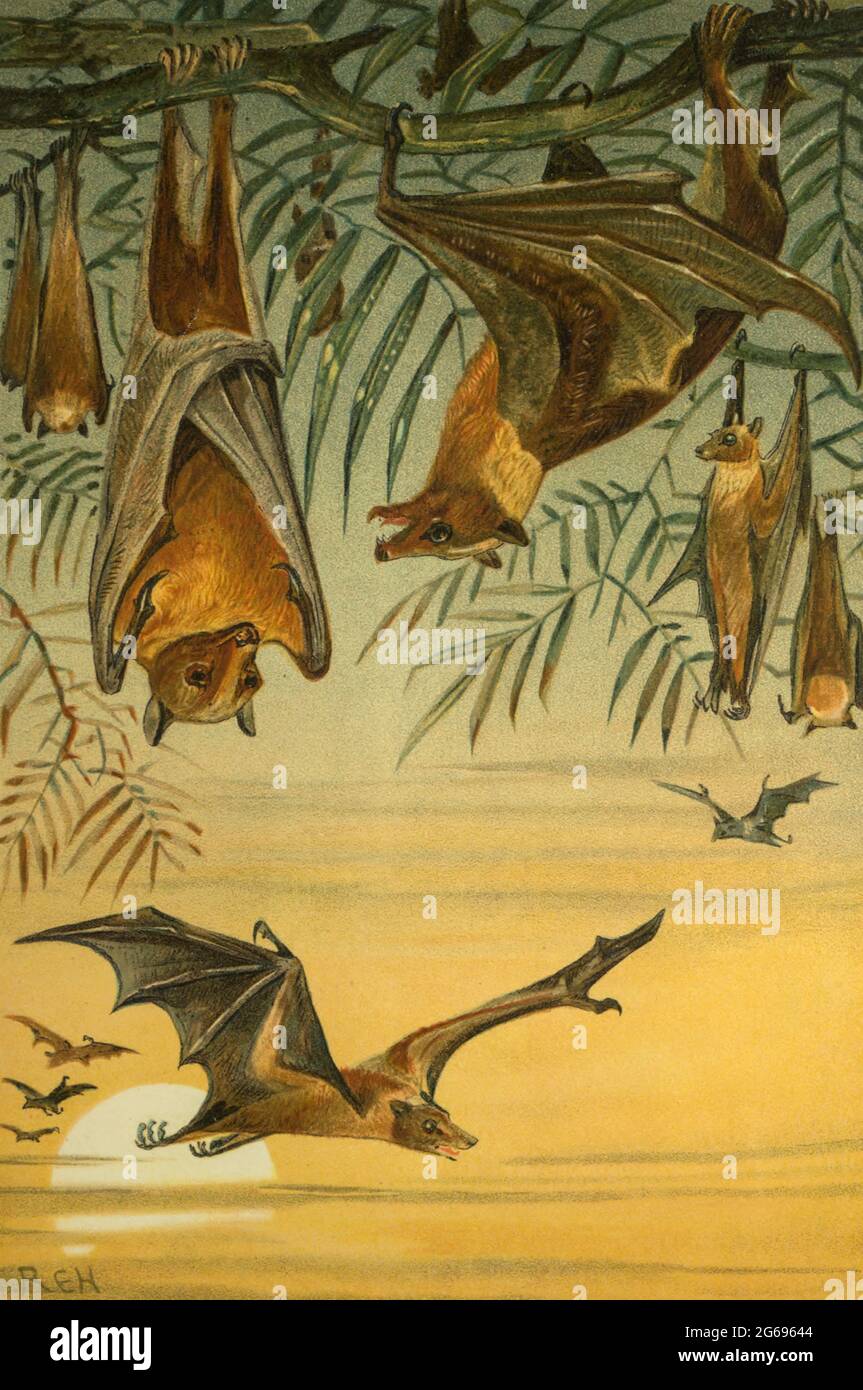 Fruit Bats in flight and hanging upside-down from a branch From the book ' Royal Natural History ' Volume 1 Edited by  Richard Lydekker, Published in London by Frederick Warne & Co in 1893-1894 Stock Photo