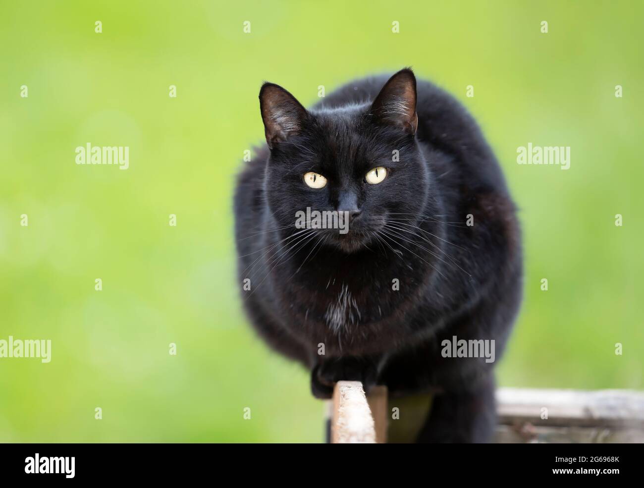 Close up of a black cat sitting on a garden fence against green ...