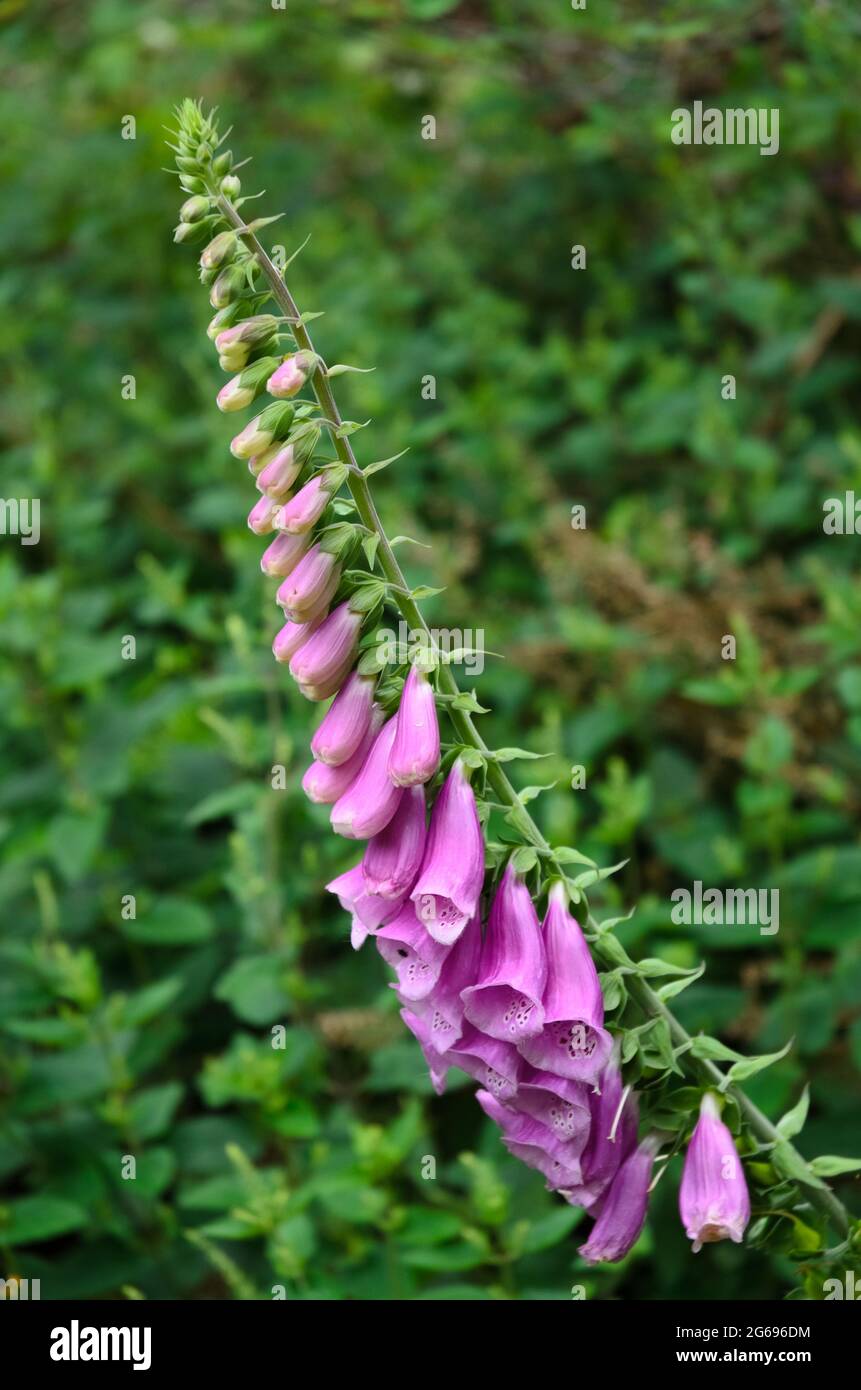 Digitalis purpurea, purple plant and flowers known as common foxglove in a forest in Germany, Europe Stock Photo