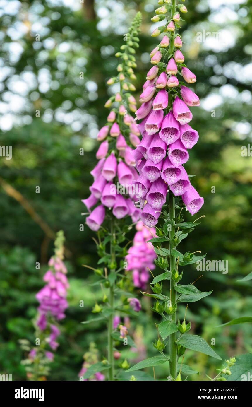 Digitalis purpurea, purple plant and flowers known as common foxglove ...