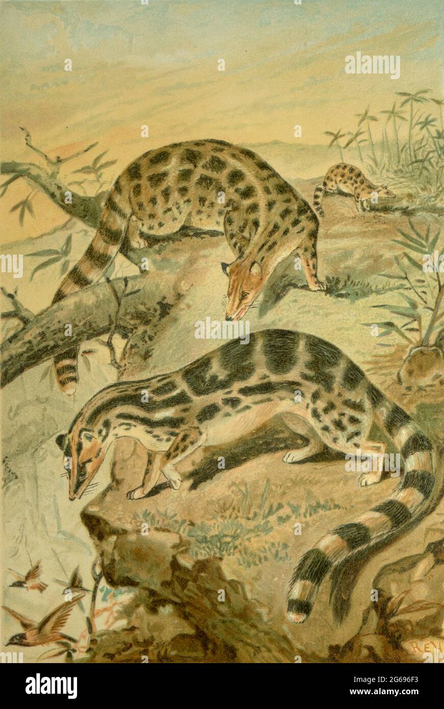 The linsangs are four species of tree-dwelling carnivorous mammals From the book ' Royal Natural History ' Volume 1 Edited by  Richard Lydekker, Published in London by Frederick Warne & Co in 1893-1894 Stock Photo
