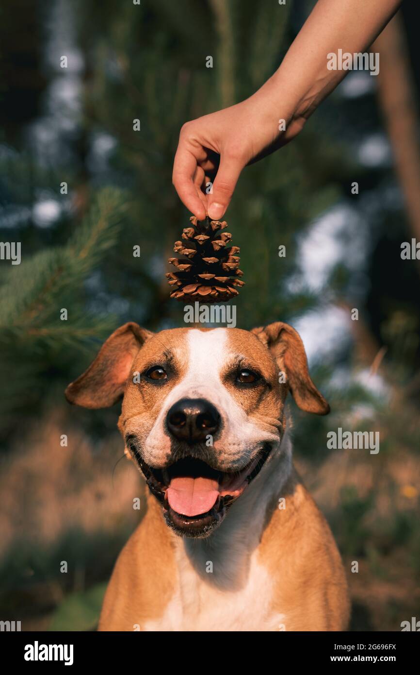 Dog cone on hand online