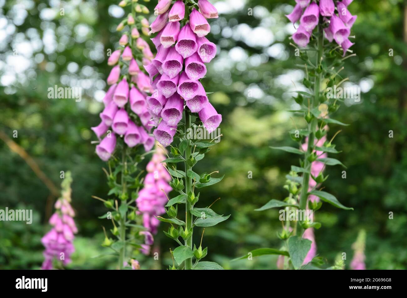 Digitalis purpurea, purple plant and flowers known as common foxglove in a forest in Germany, Europe Stock Photo