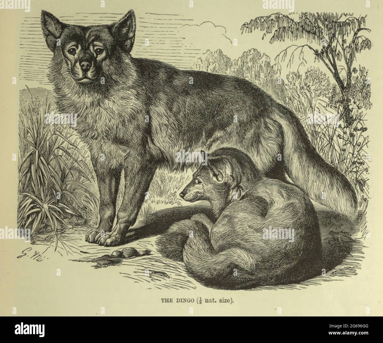Dingo From the book ' Royal Natural History ' Volume 1 Edited by  Richard Lydekker, Published in London by Frederick Warne & Co in 1893-1894 Stock Photo
