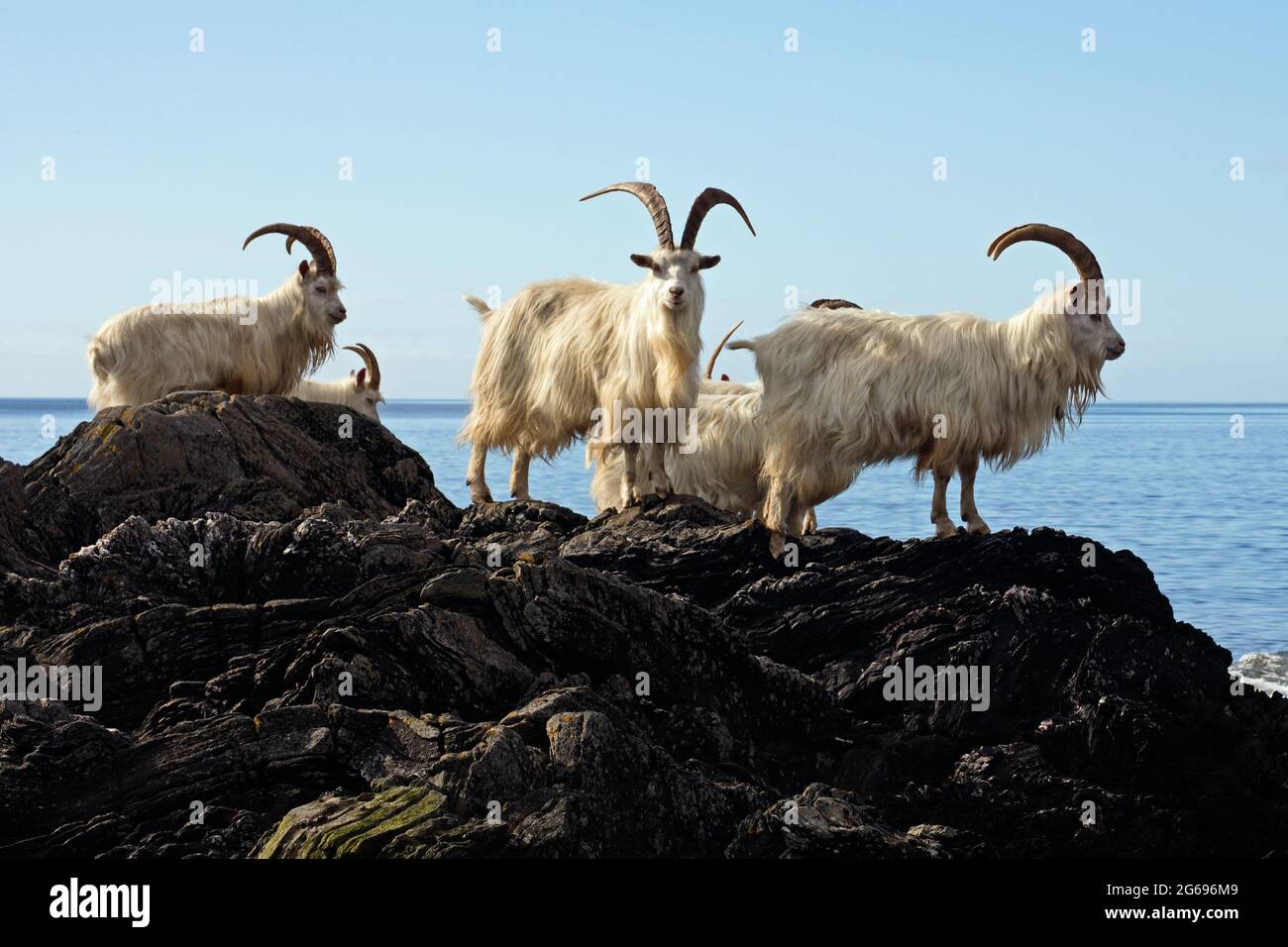 Feral Carradale Goats (Capra Aegargus) on the headland beside Carradale Bay, with Arran beyond, Kintyre, Argyll, Scotland, United Kingdom, Europe. Stock Photo