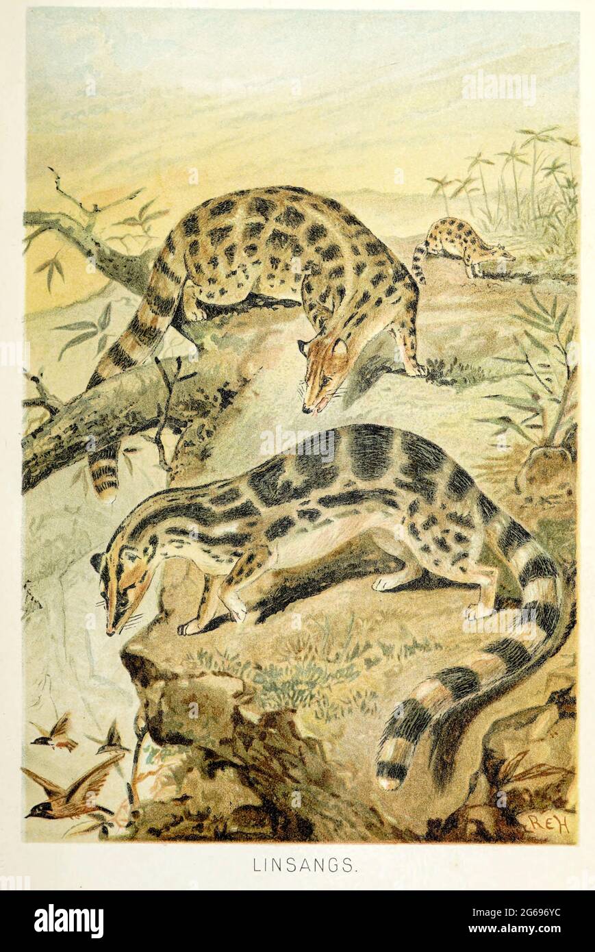 The linsangs are four species of tree-dwelling carnivorous mammals From the book ' Royal Natural History ' Volume 1 Edited by  Richard Lydekker, Published in London by Frederick Warne & Co in 1893-1894 Stock Photo