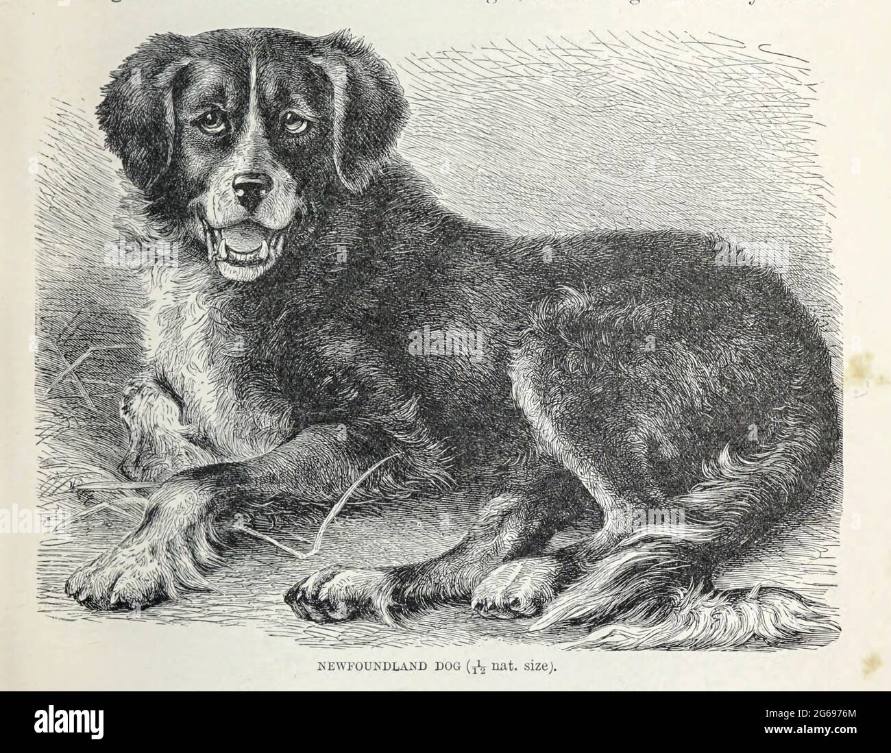 Newfoundland Dog From the book ' Royal Natural History ' Volume 1 Section II Edited by  Richard Lydekker, Published in London by Frederick Warne & Co in 1893-1894 Stock Photo
