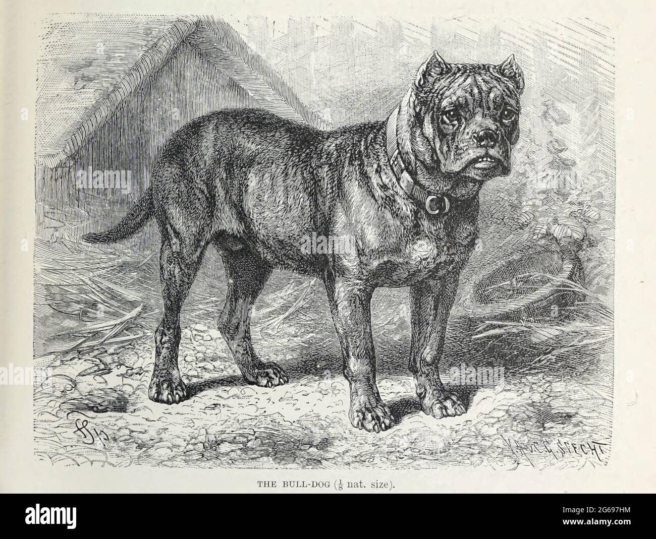 Bull-Dog [Bulldog] From the book ' Royal Natural History ' Volume 1 Section II Edited by  Richard Lydekker, Published in London by Frederick Warne & Co in 1893-1894 Stock Photo
