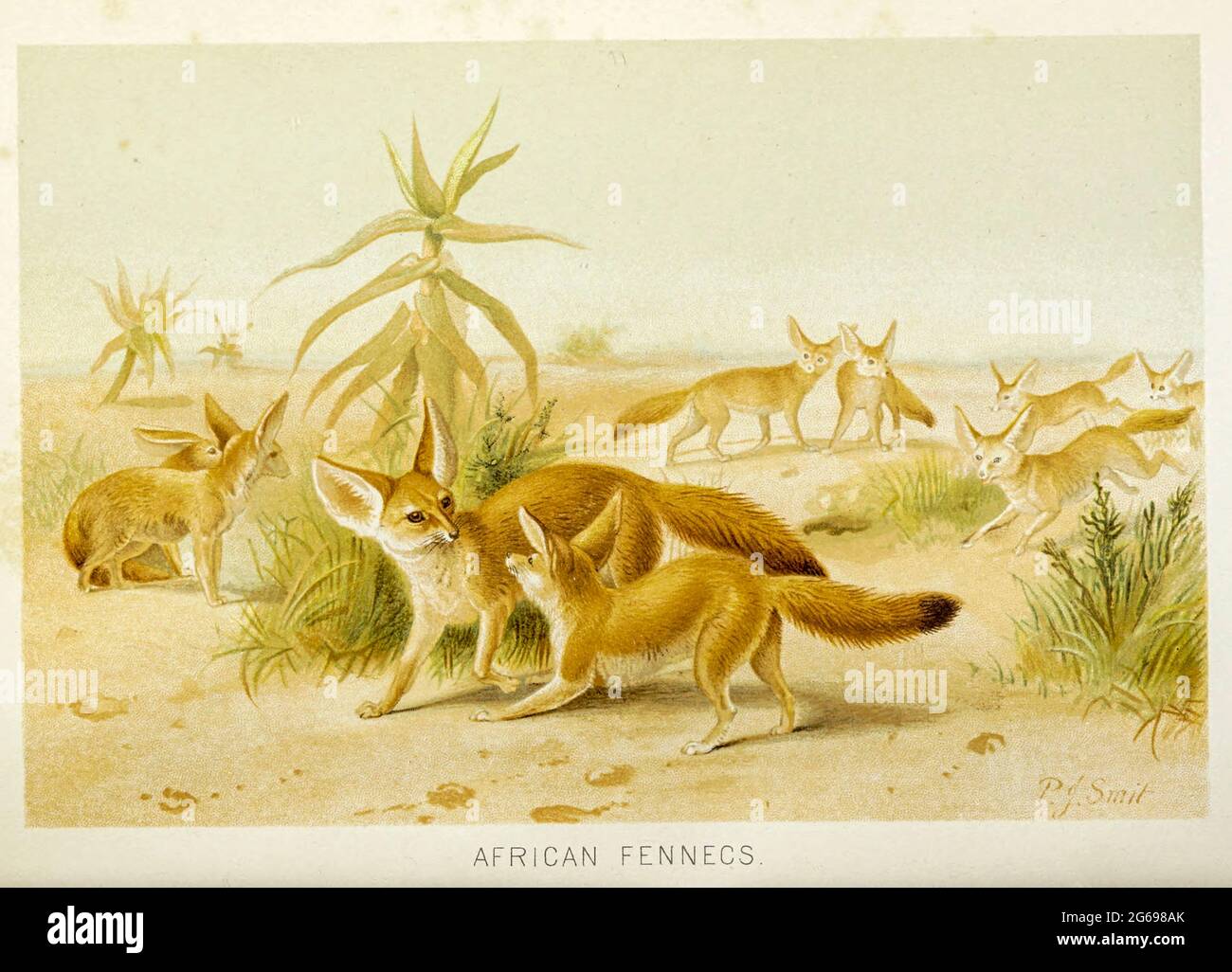 fennec fox (Vulpes zerda) [Here as African fennecs] From the book