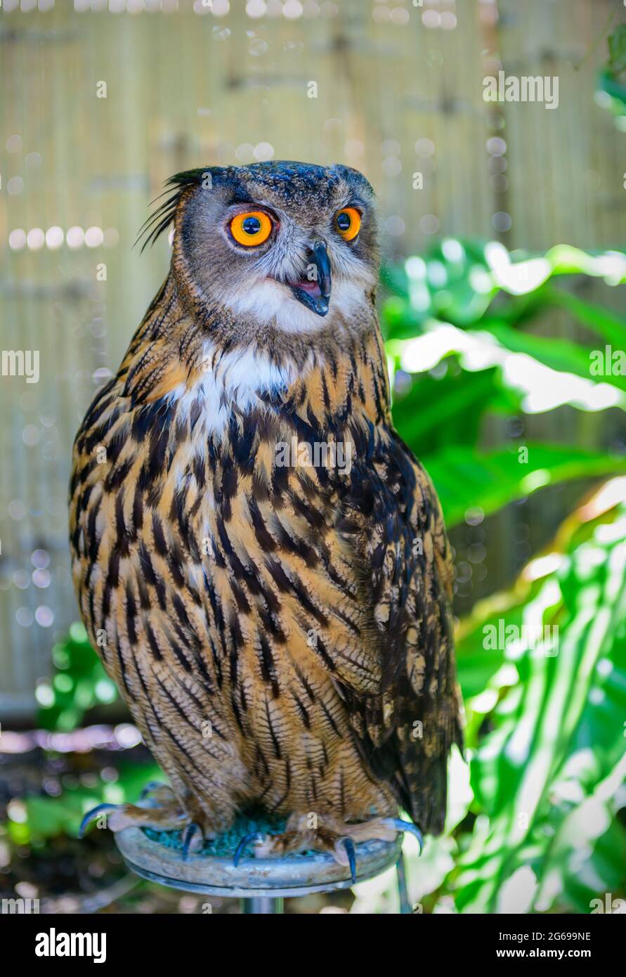 strigidae camera