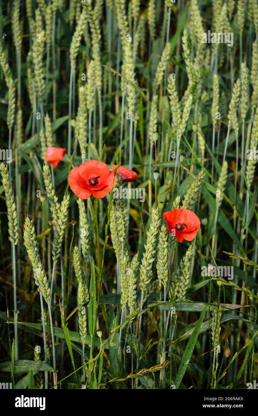 Wheat field (Triticum aestivum) and red poppy flowers (Papaver somniferum) during summertime in Germany, Europe Stock Photo