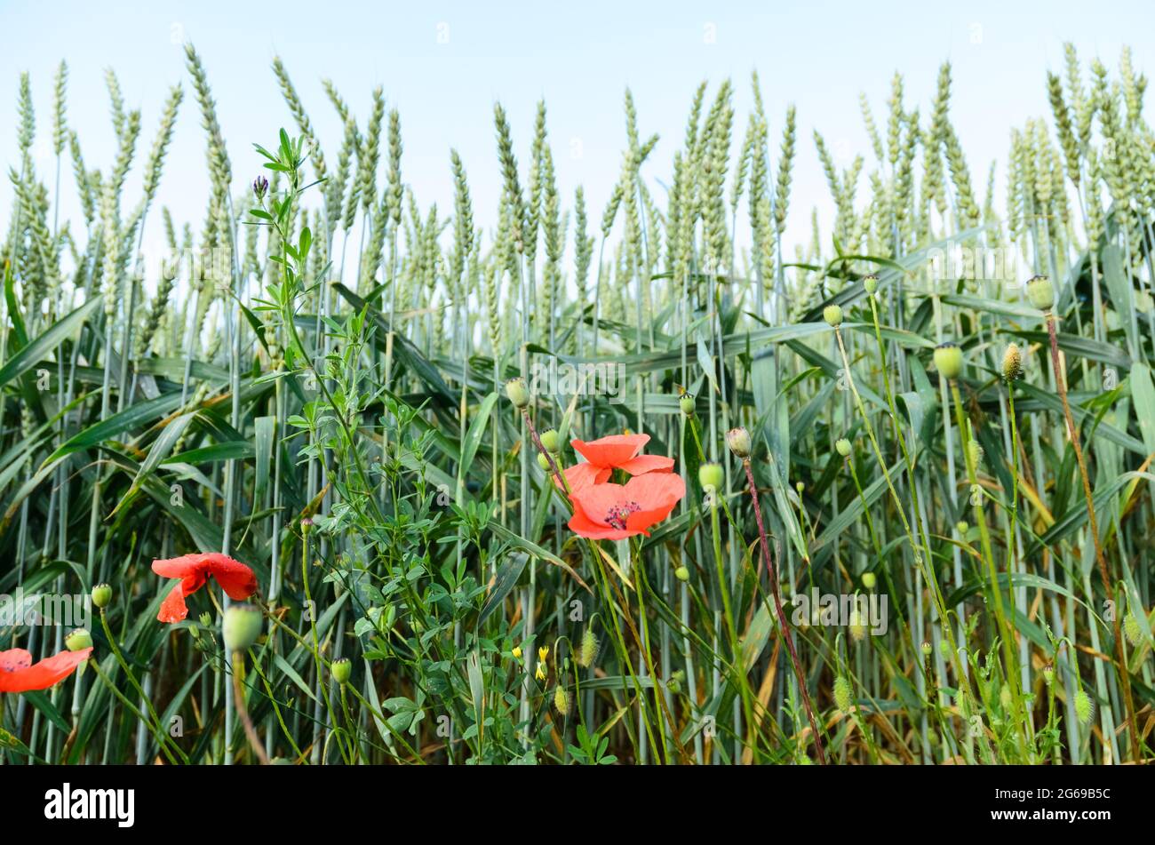 Wheat field (Triticum aestivum) and red poppy flowers (Papaver somniferum) during summertime in Germany, Europe Stock Photo