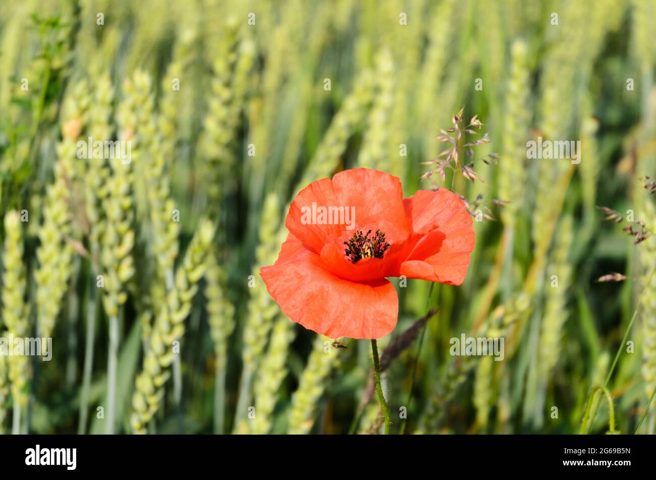 Wheat field (Triticum aestivum) and red poppy flower (Papaver somniferum) during summertime in Germany, Europe Stock Photo