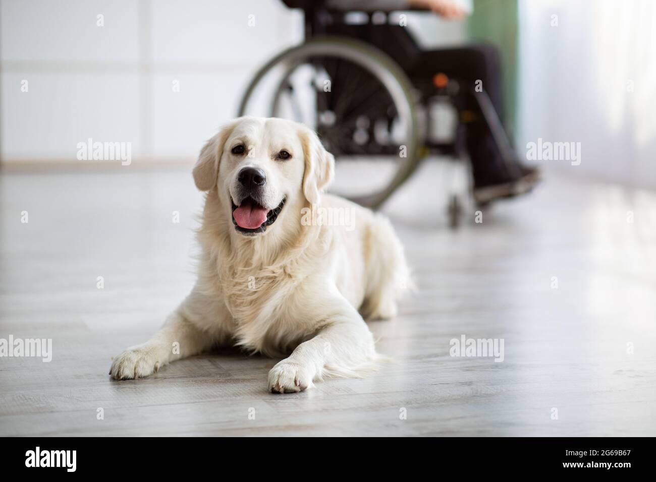 Cute golden retriever dog lying on floor indoors, disabled teen boy in wheelchair at background, selective focus Stock Photo