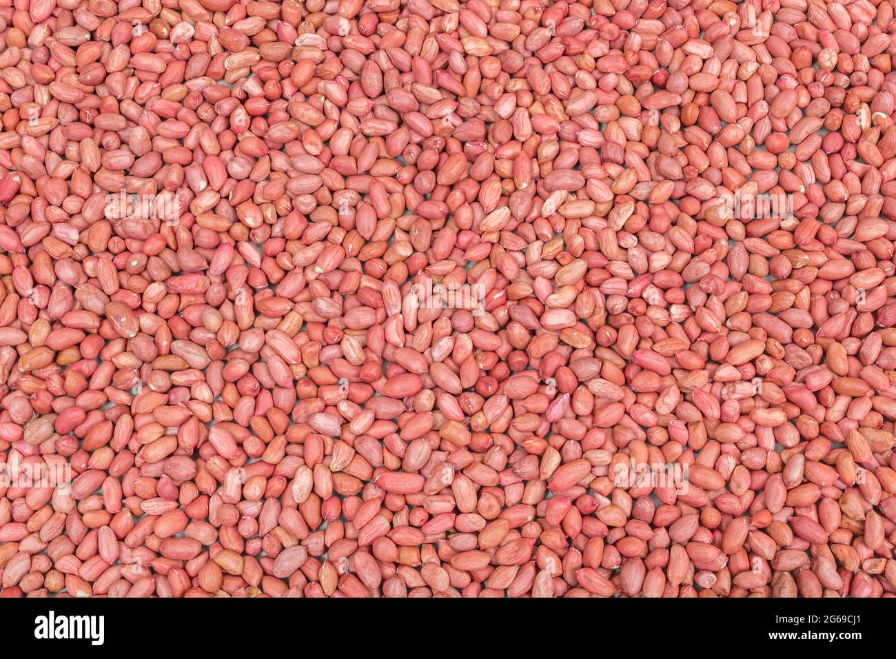Overhead birdseye shot of massed redskin peanuts. Raw peanuts with skins on are healthy. For UK