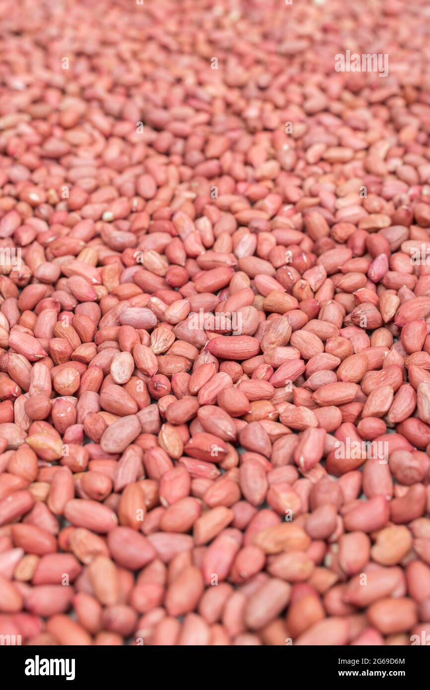 Closeup shot of massed redskin peanuts. Raw peanuts with skins on are