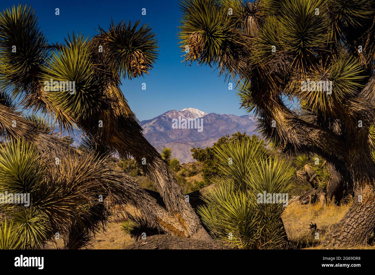 Snow Covered Onyx Peak Through Joshua Tree Branches in California desert Stock Photo