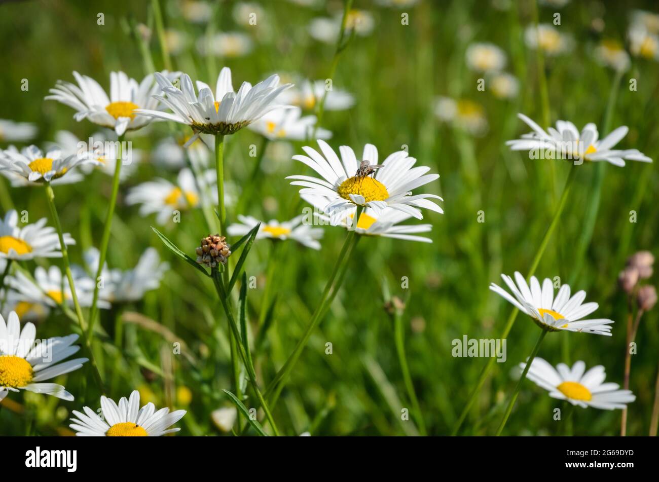 Leucanthemum vulgare, known as ox-eye daisy, oxeye daisy, dog daisy flowers in a meadow Stock Photo