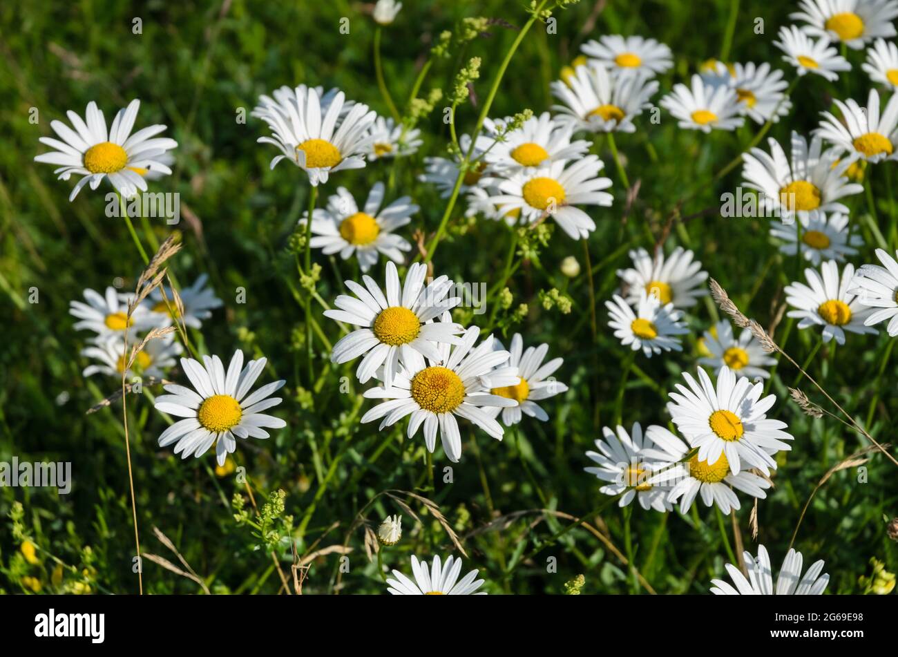 Leucanthemum vulgare, known as ox-eye daisy, oxeye daisy, dog daisy flowers in a meadow Stock Photo
