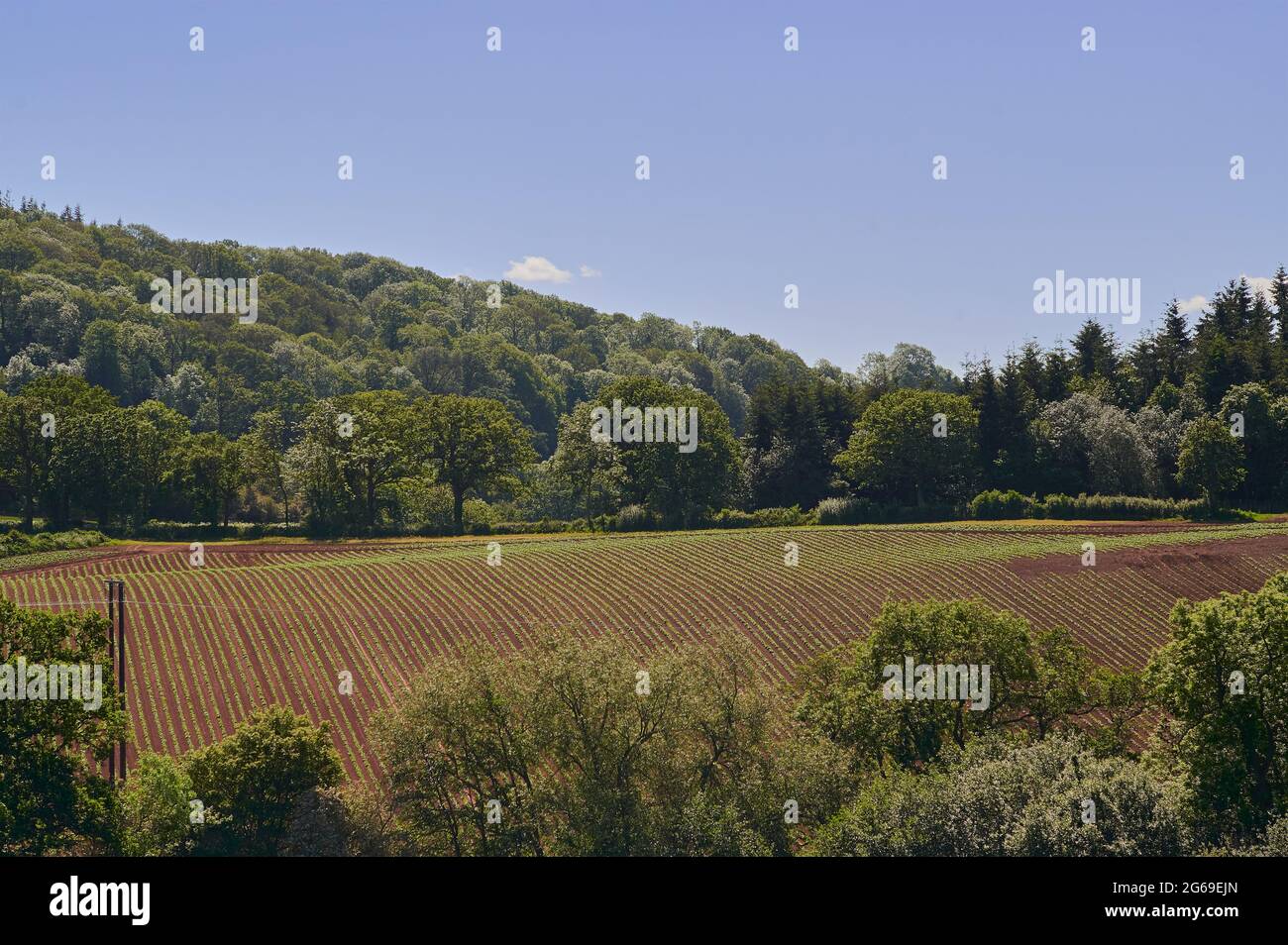 Agriculture farm field in english countryside in summer with blue sky with hill in the background Stock Photo