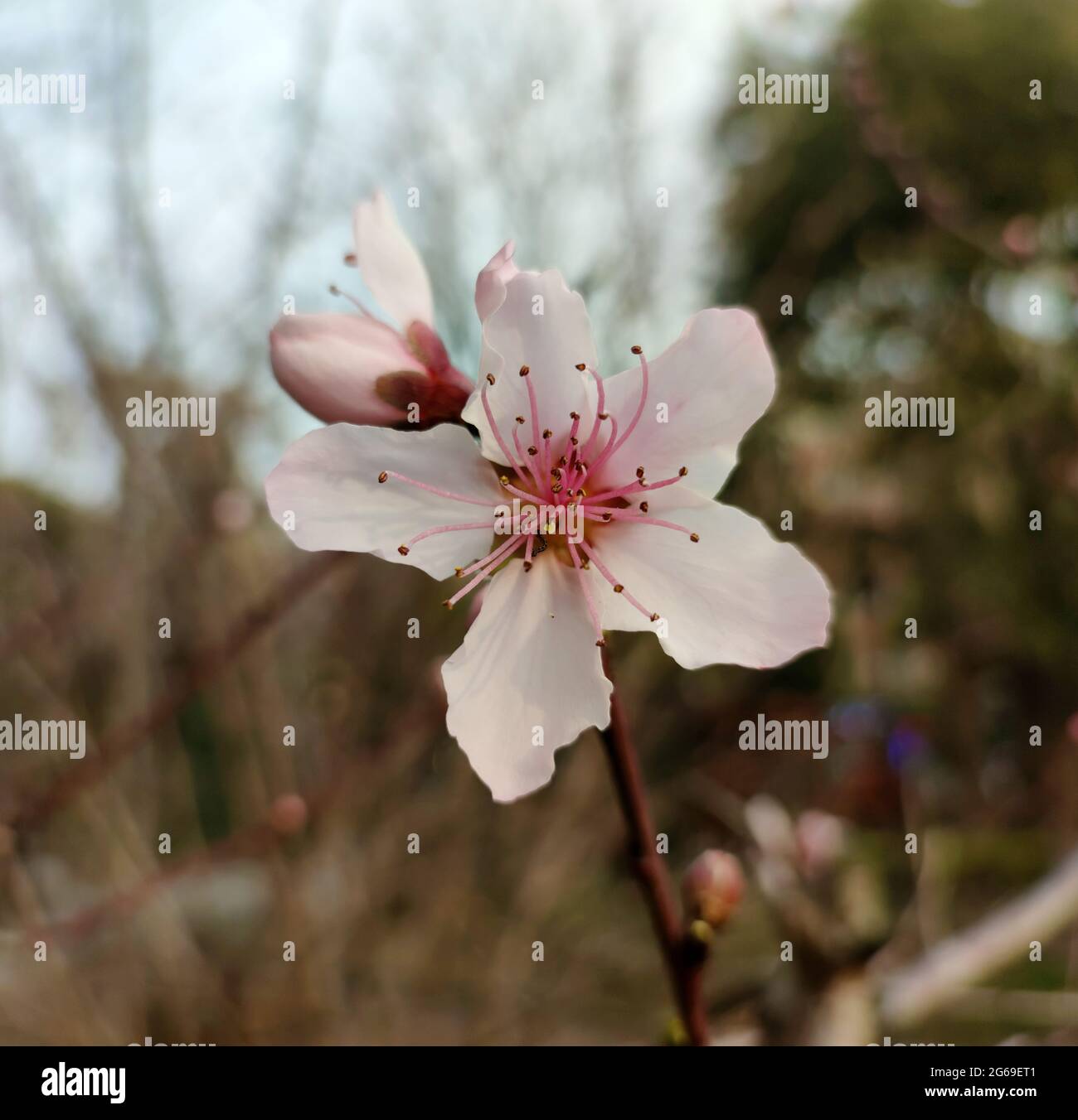 pink peach flower and a bud  blossom with long stamens in the garden Stock Photo