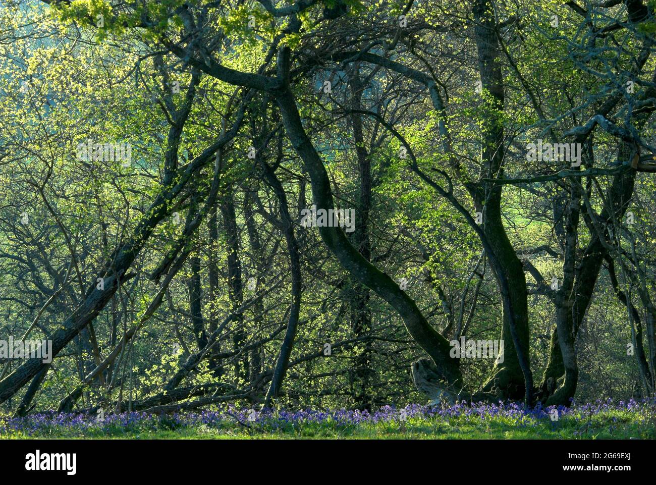 Meadows nature reserve, west Dorset, UK Stock Photo Alamy