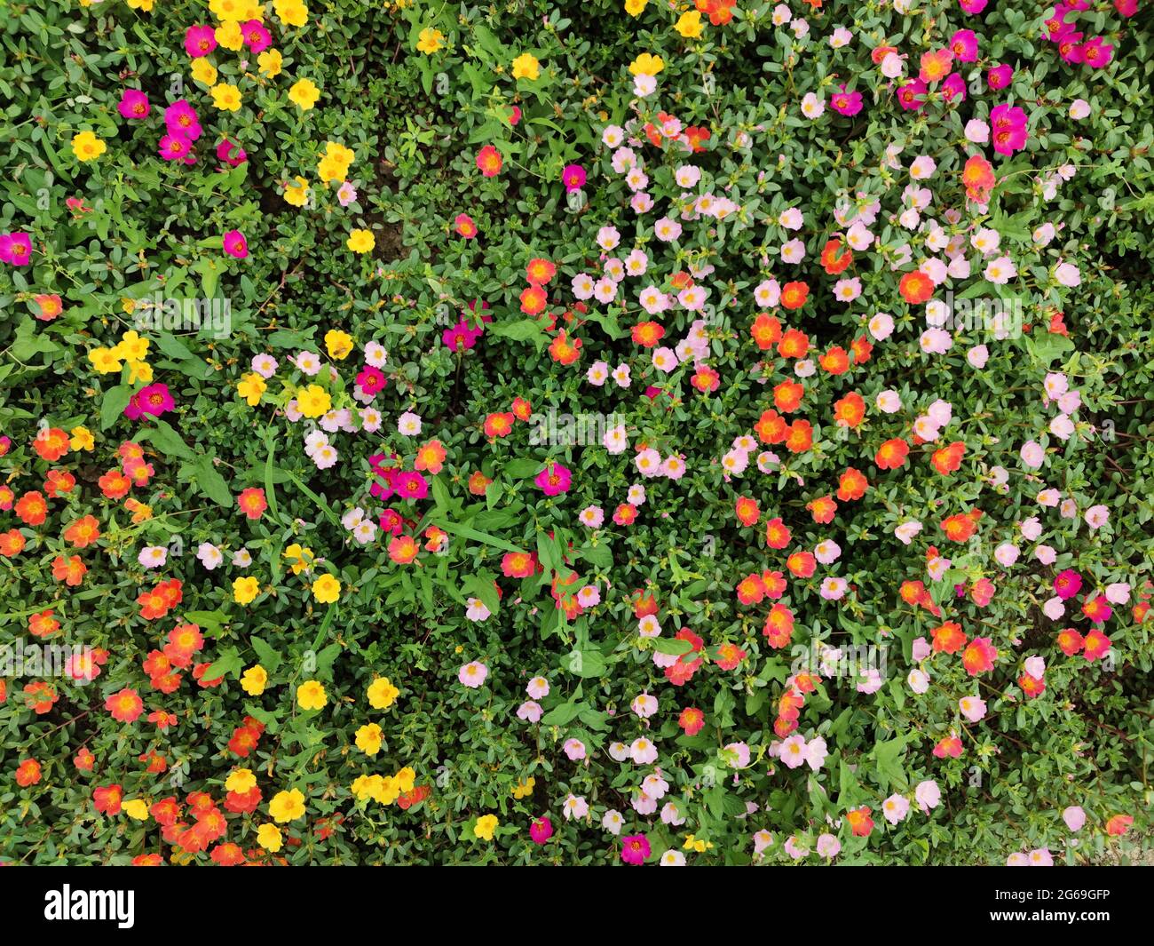groups of portulaca grandiflora blossoms in the garden in the summer morning Stock Photo